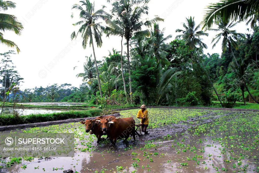 Indonesia, Bali, Terraced Rice Fields At Gunung Kawi, Farmer Plowing Field
