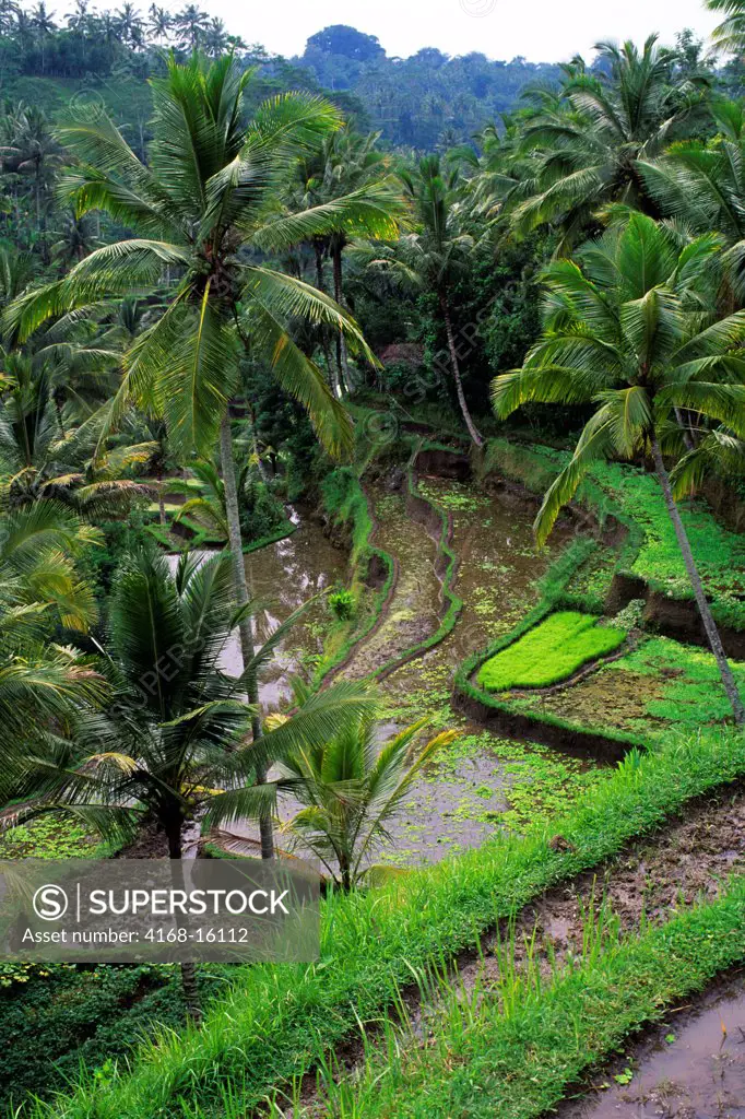 Indonesia, Bali, Terraced Rice Fields At Gunung Kawi