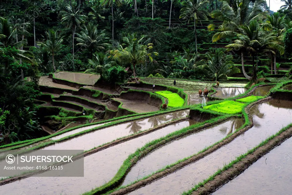 Indonesia, Bali, Terraced Rice Fields At Gunung Kawi, Farmer Plowing
