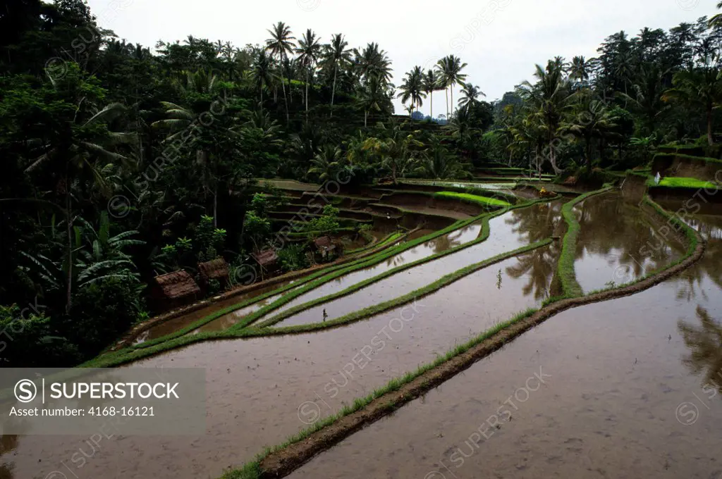 Indonesia, Bali, Terraced Rice Fields At Gunung Kawi