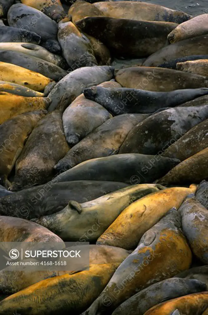 ANTARCTICA, SOUTH SHETLAND IS KING GEORGE ISLAND, LION'S RUMP, ELEPHANT SEALS ON BEACH MOULTING
