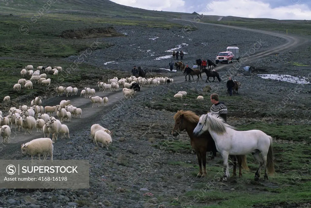 Iceland, Interior, Farmer Herding Sheep To Summer Pasture