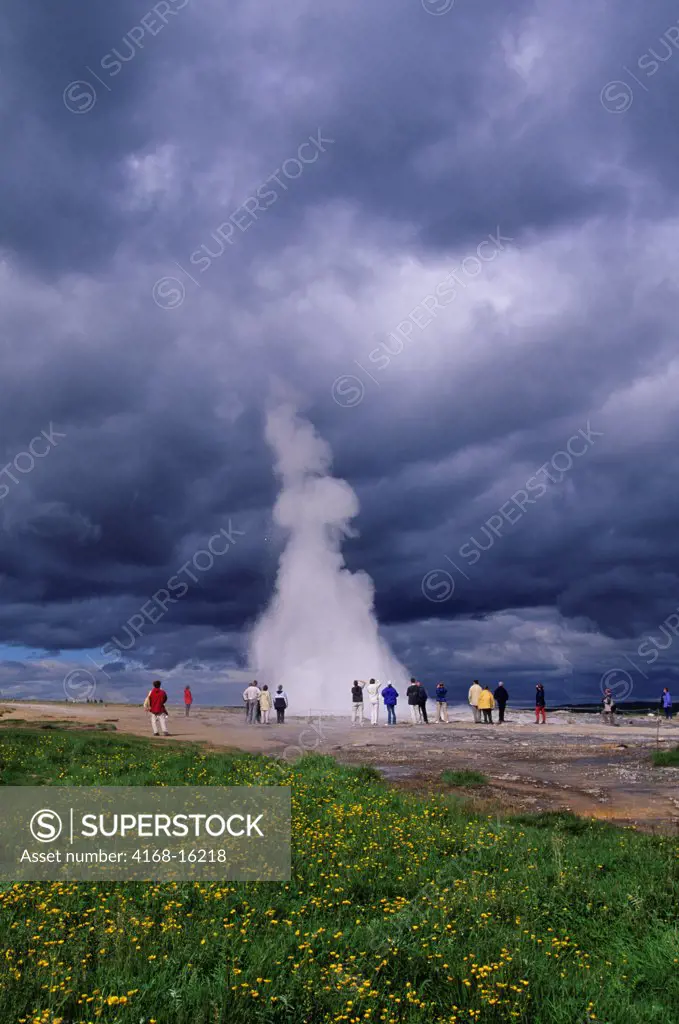 Iceland, Golden Circle, Geysir (Geyser) Hotspring Area, Geysir Erupting, Buttercup Flowers, Tourists