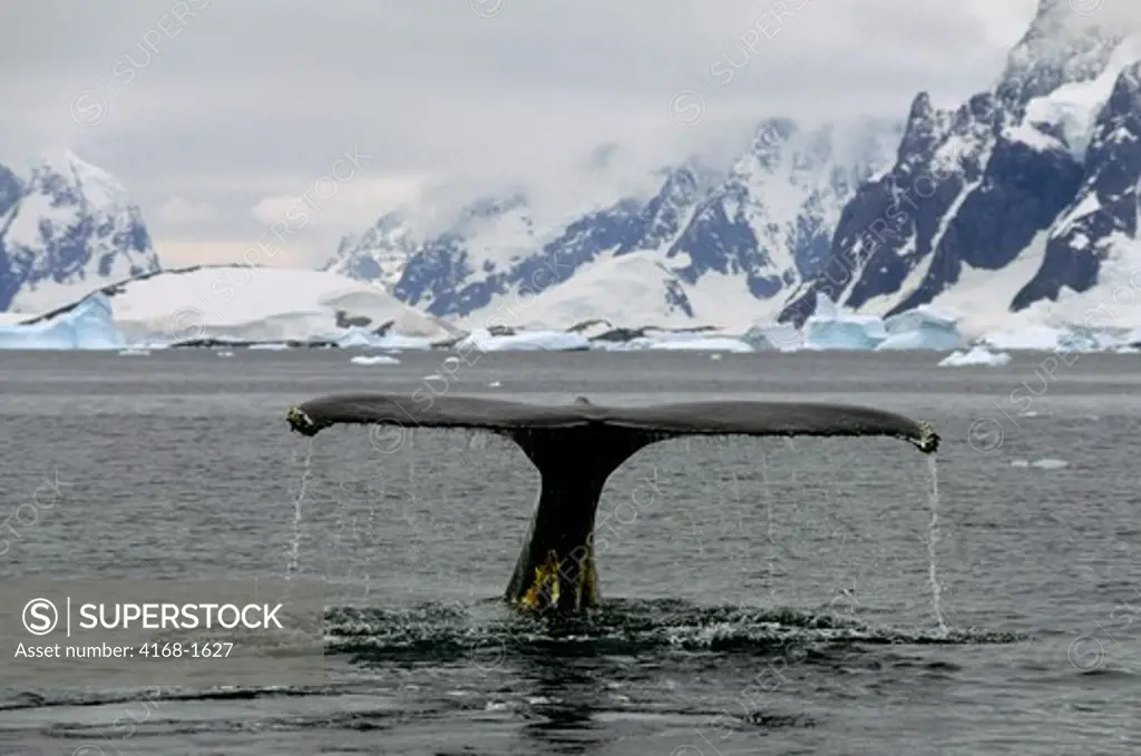 ANTARCTIC PENINSULA, ARGENTINE ISLANDS, HUMPBACK WHALE, DIVING SEQUENCE