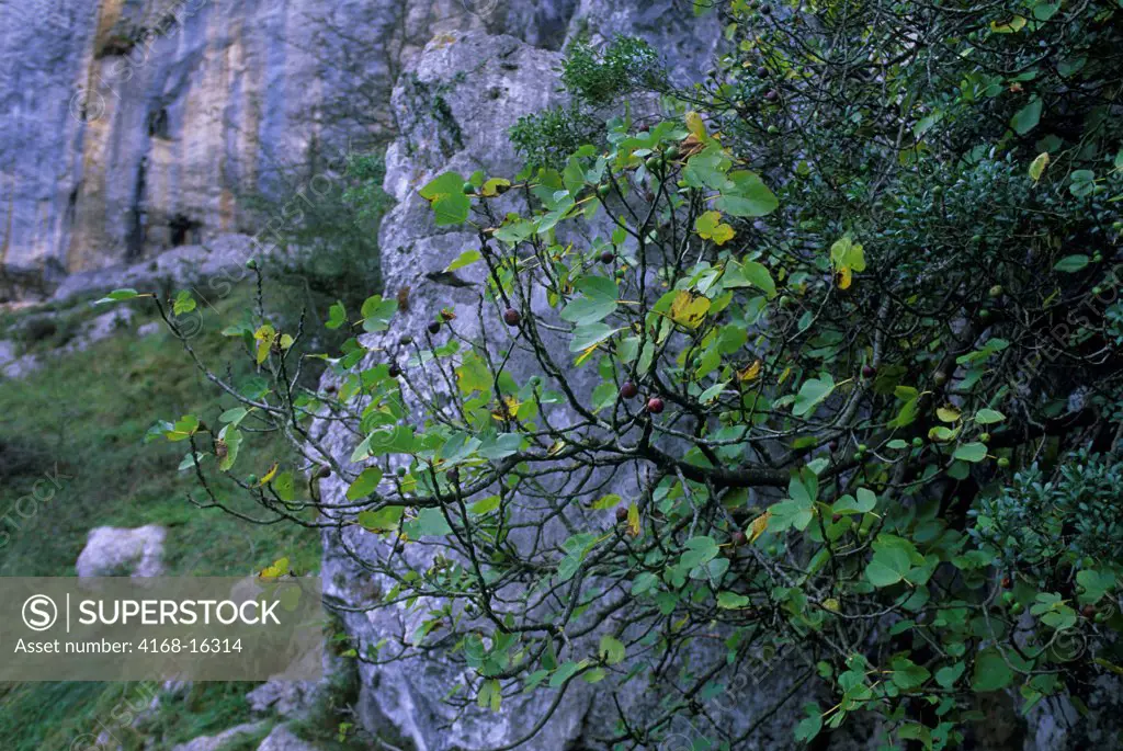 Spain, Near Santander, Ramales De La Victoria,  Fig Tree In Mountains