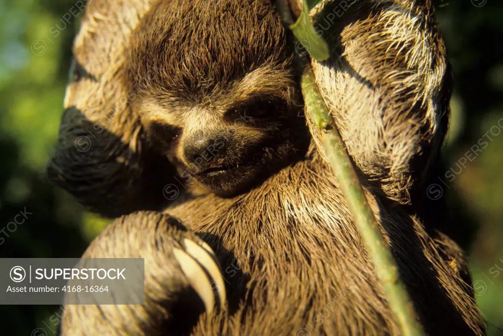 Amazon, Brazil, Sloth, Hanging On Branch Of Tree In Tropical Rain Forest
