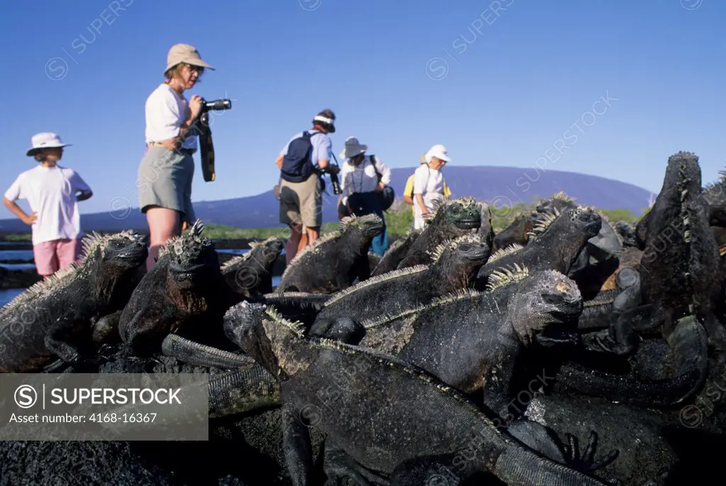 Ecuador, Galapagos Island, Fernandina Island, Marine Iguanas, Tourists In Background
