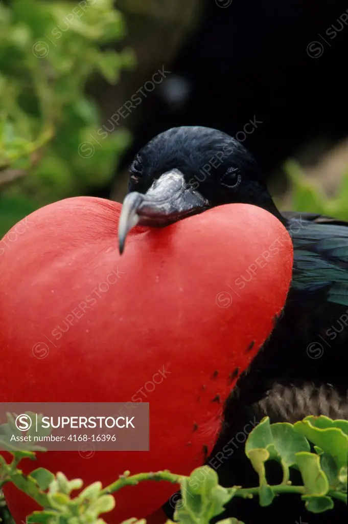 Ecuador,Galapagos Islands, Tower Island, Frigate Bird Colony, Male With Inflated Throat Pouch