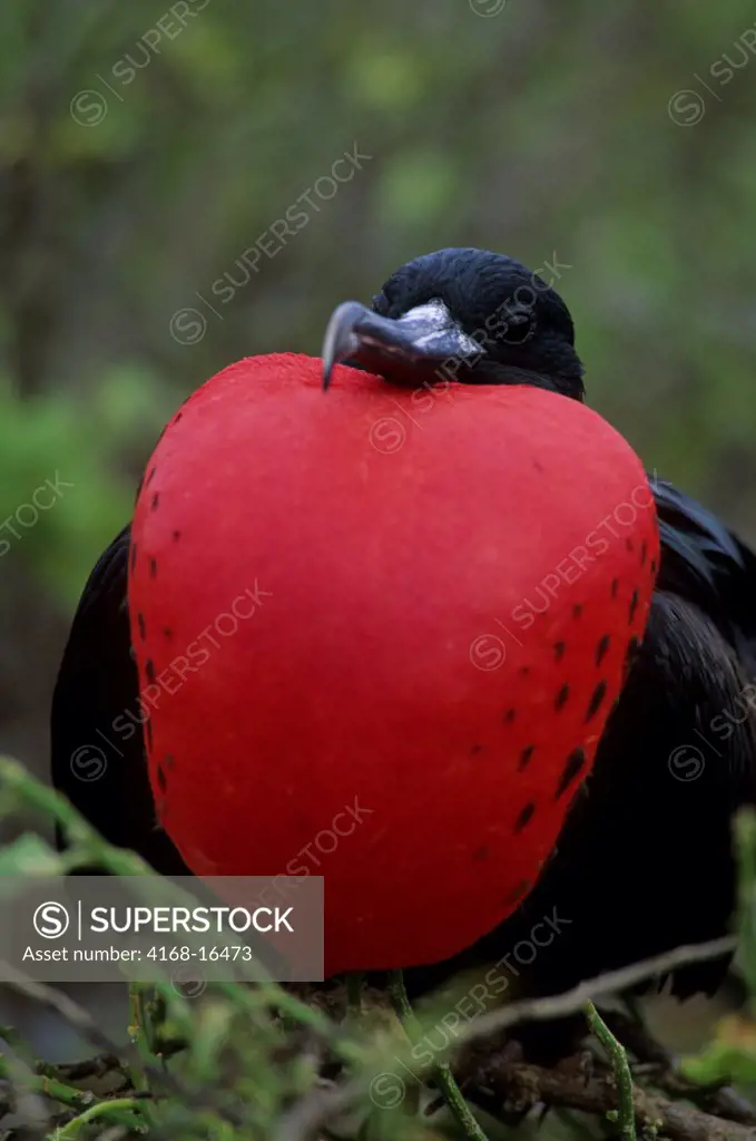 Ecuador, Galapagos Island, Tower Island, Male Frigate Bird With Inflated Throat Pouch