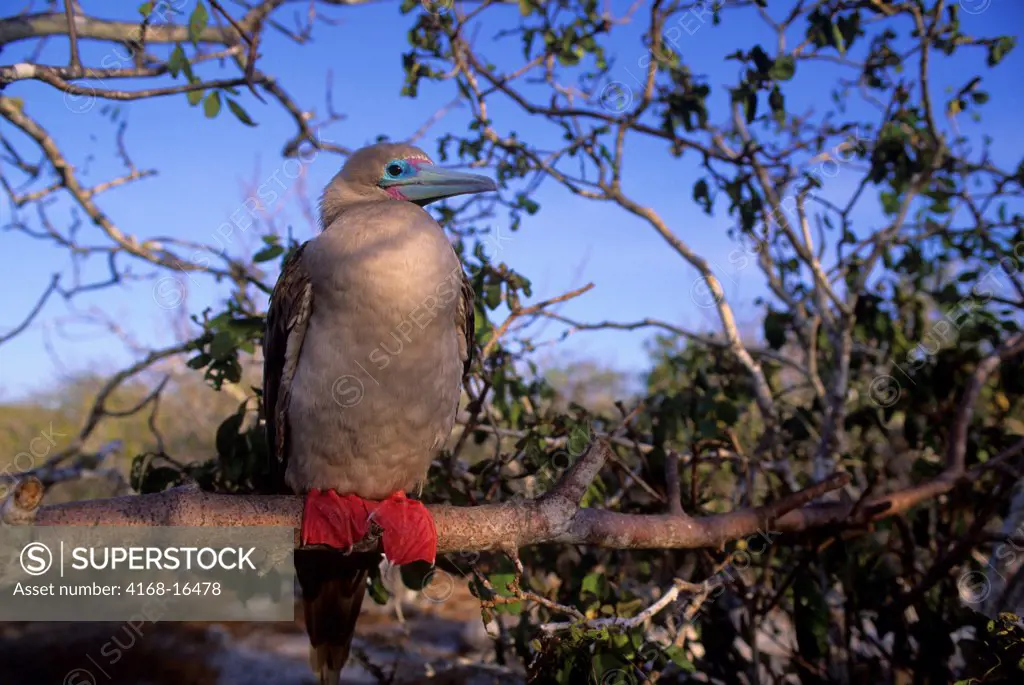 Ecuador, Galapagos Island, Tower Island, Red-Footed Booby Perched In Tree