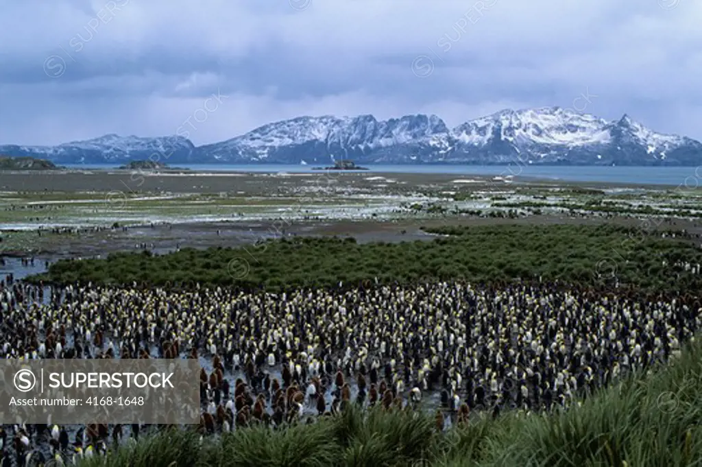 SOUTH GEORGIA, SALISBURY PLAIN, KING PENGUIN COLONY, OVERVIEW WITH TUSSOCK GRASS AND MOUNTAINS
