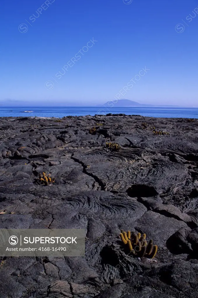 Ecuador, Galapagos Island, Fernandina Island, Landscape With Lava Cactus