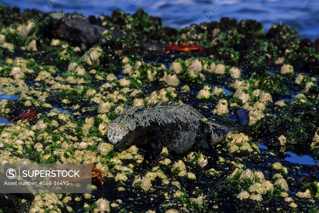 Ecuador, Galapagos Island, Fernandina Island, Marine Iguana Feeding On Algae At Low Tide