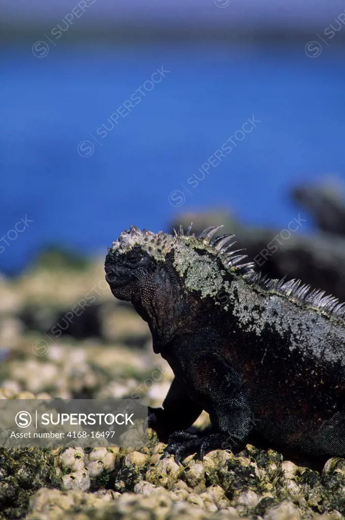 Ecuador, Galapagos Island, Fernandina Island, Marine Iguana