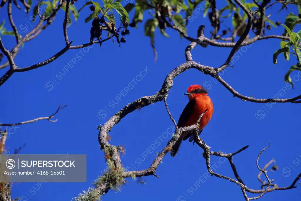 A Vermilion Flycatcher (Pyrocephalus Rubinus) On The Slopes Of Alcedo Volcano On Isabela Island In The Galapagos Islands, Ecuador