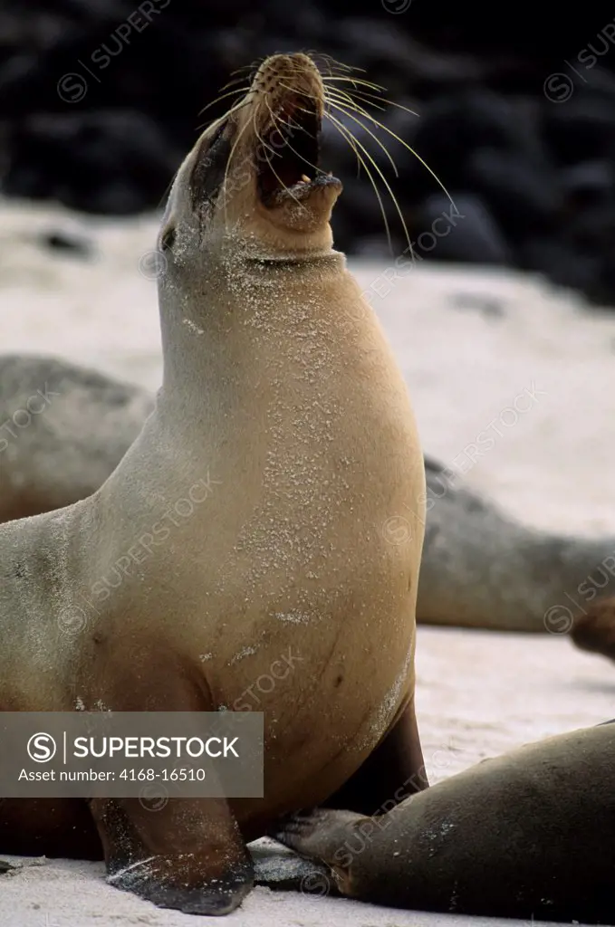 Ecuador, Galapagos Islands, Santa Fe Island, Galapagos Sea Lion