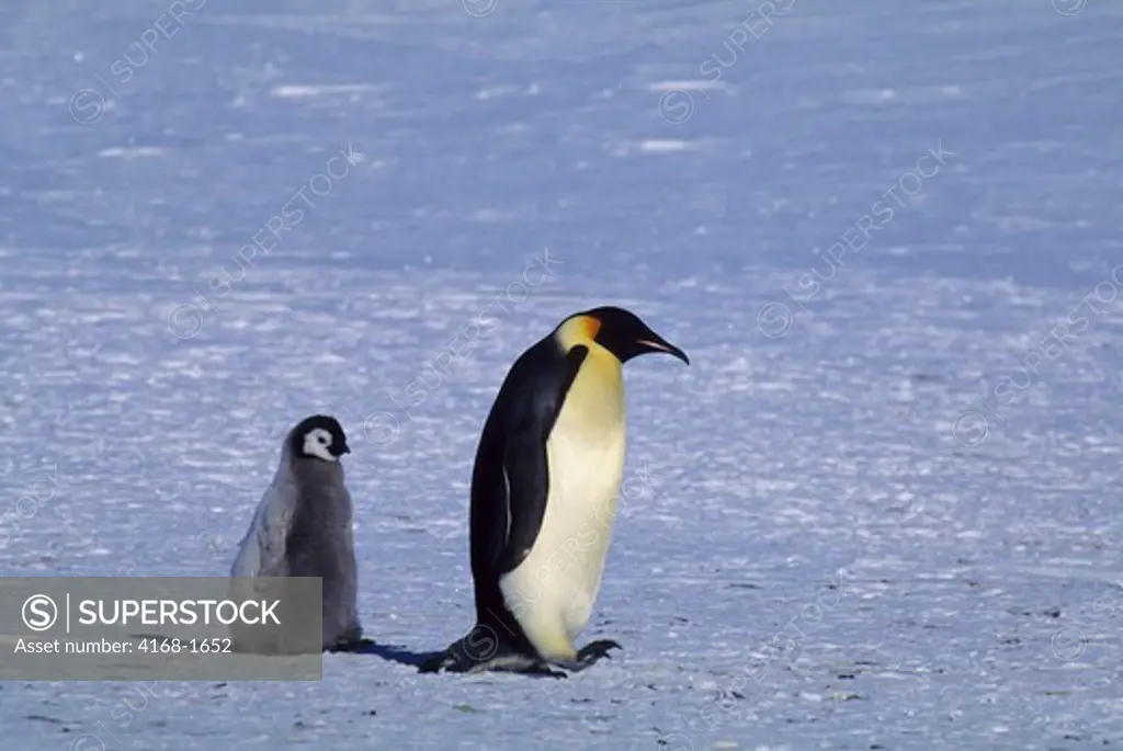 ANTARCTICA, ATKA ICEPORT, EMPEROR PENGUIN WITH CHICK, WALKING ON FAST ICE