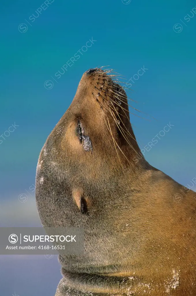 Ecuador, Galapagos Islands, Hood Island (Espanola Island), Gardner Bay, Galapagos Sea Lion, Portrait