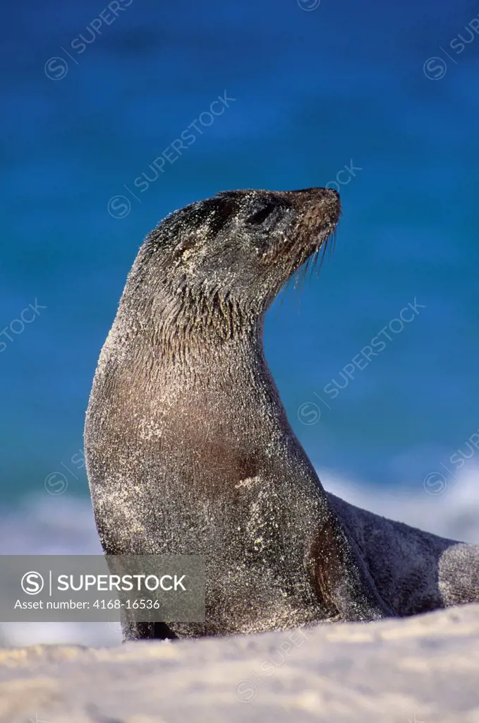 Ecuador, Galapagos Island, Hood Island, Gardner Bay, Galapagos Sea Lion