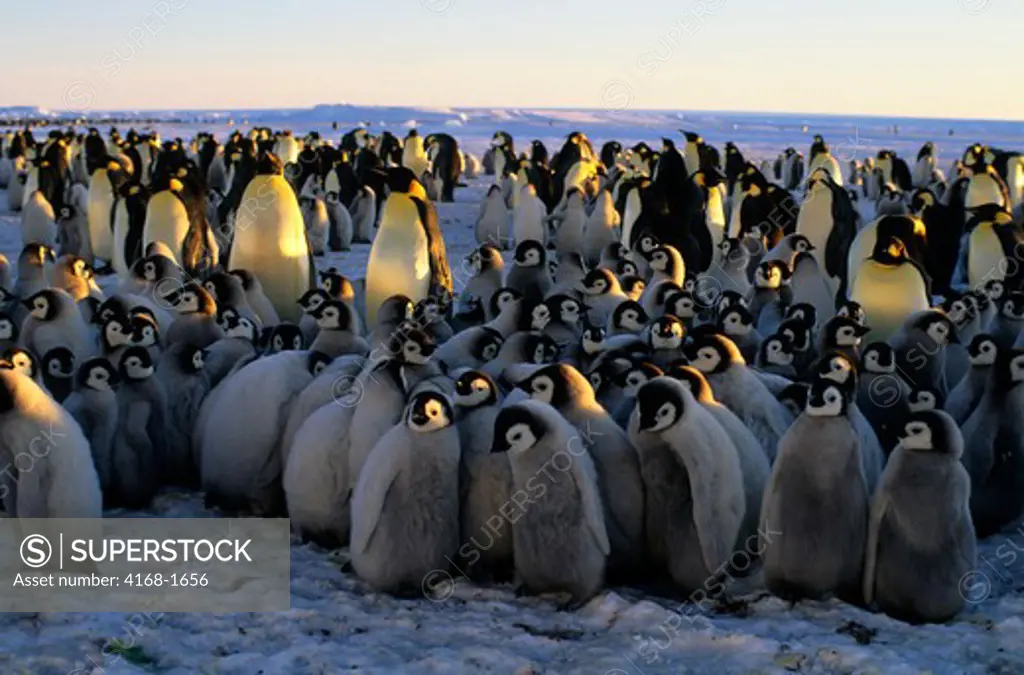 ANTARCTICA, ATKA ICEPORT, EMPEROR PENGUIN COLONY, CHICKS IN CRECHE, HUDDLING TO STAY WARM