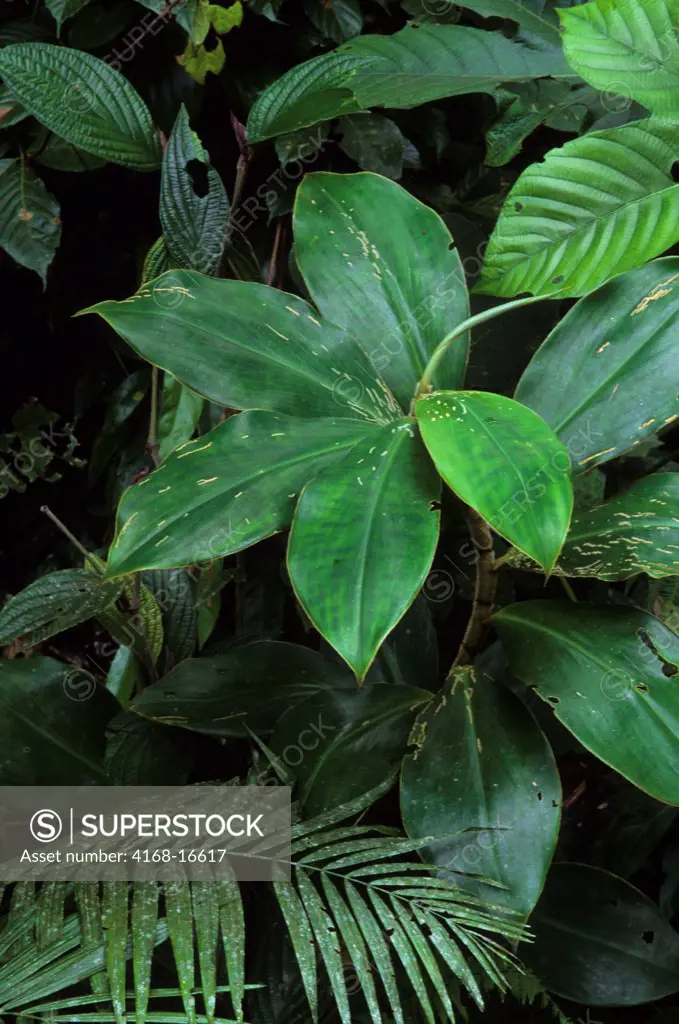 Green Leaves With Insect Damage (From Ginger Family) In The Rain Forest Of The Amazon Basin Along The Rio Napo, Ecuador