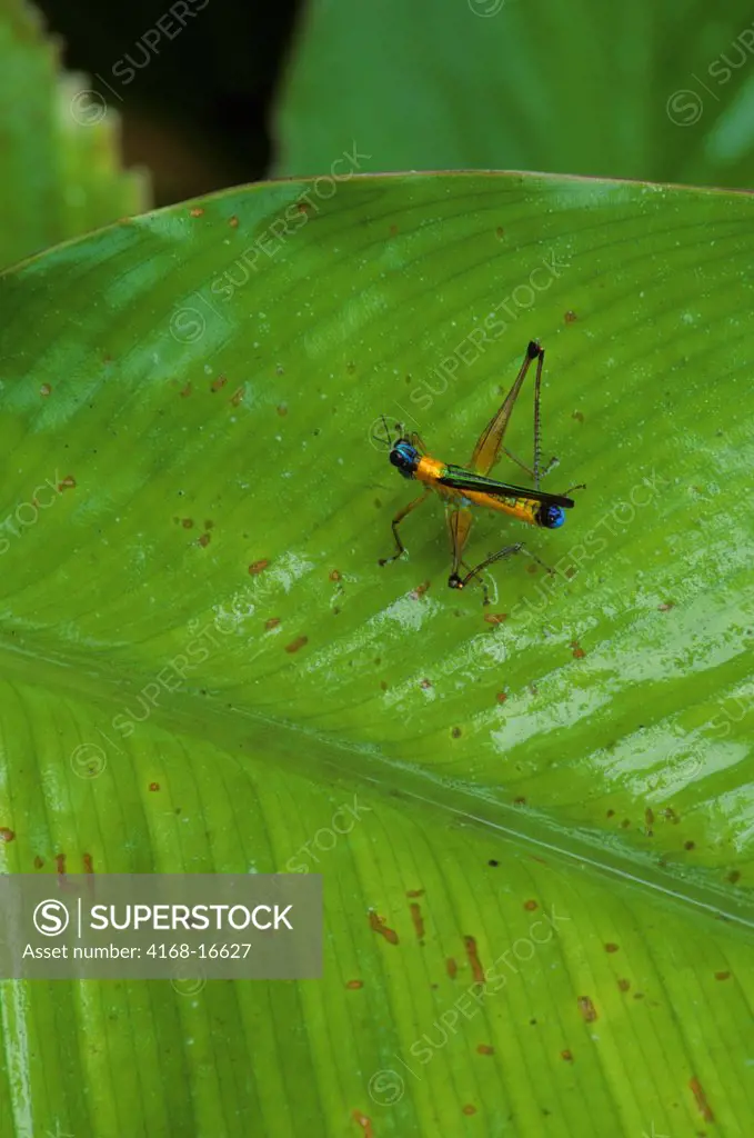 Ecuador, Amazon Basin, Rio Napo, Rainforest, 'Jesus Christ' Grasshopper On Heliconia Leaf
