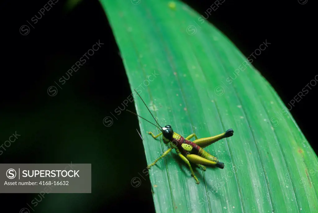 Ecuador, Amazon Basin, Rio Napo, Rainforest, Grasshopper On Leaf