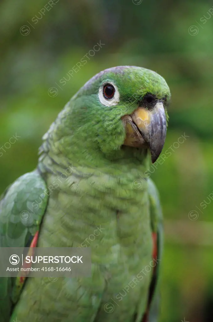 Ecuador, Amazon Basin, Rio Napo, Rainforest, Mealy Parrot, Close-Up