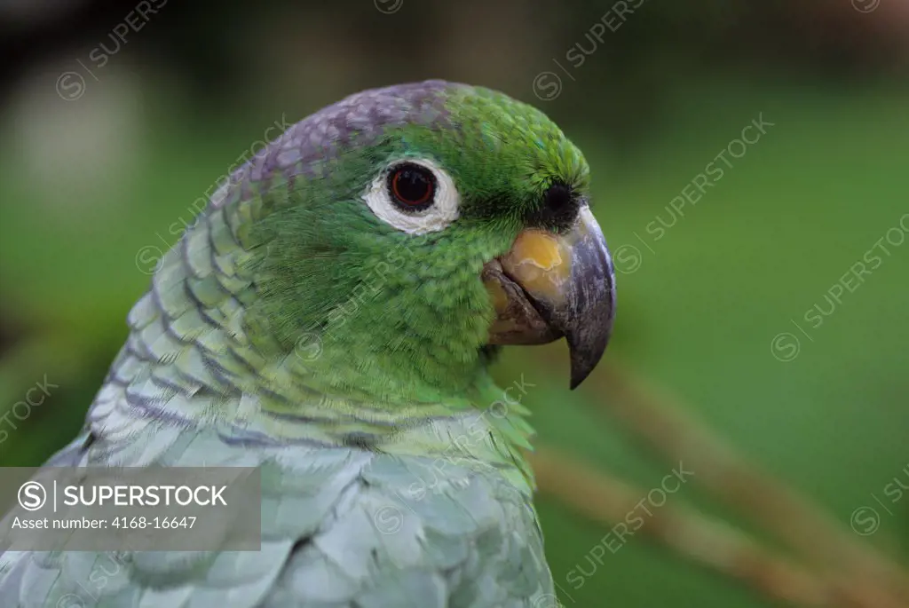 Ecuador, Amazon Basin, Rio Napo, Rainforest, Mealy Parrot, Close-Up