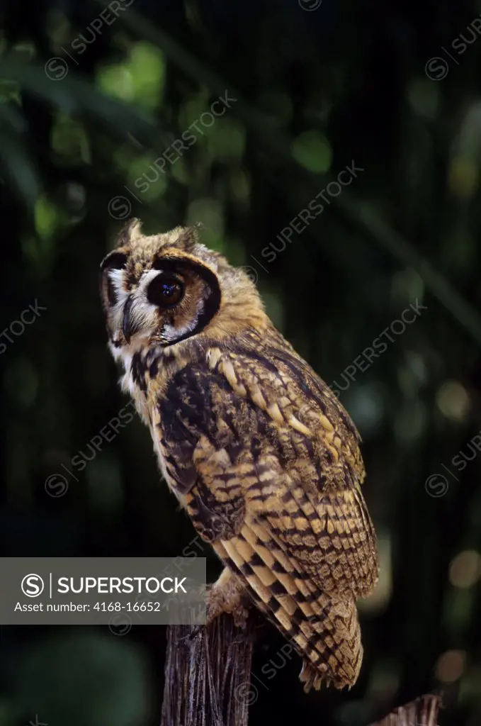 A Juvenile Striped Owl (Pseudoscops Clamator) In Theamazon Basin Of Ecuadorian Rainforest Along The Rio Napo, Ecuador