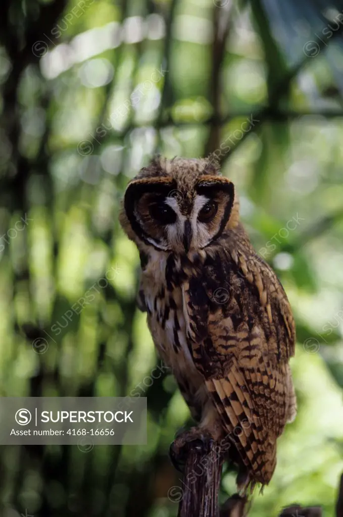 A Juvenile Striped Owl (Pseudoscops Clamator) In Theamazon Basin Of Ecuadorian Rainforest Along The Rio Napo, Ecuador