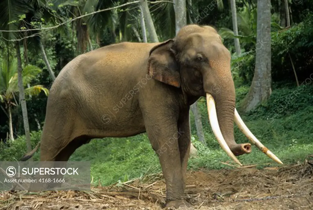 SRI LANKA, ASIAN WORKING ELEPHANTS