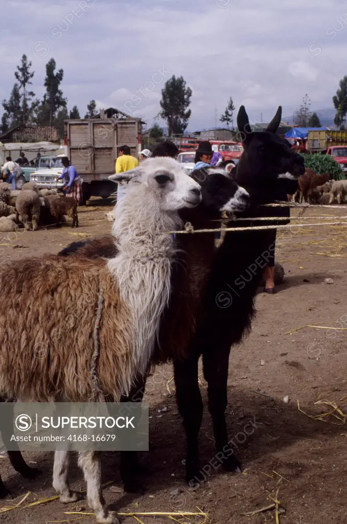 Ecuador, Highlands, Saquasili Animal Market, Llamas