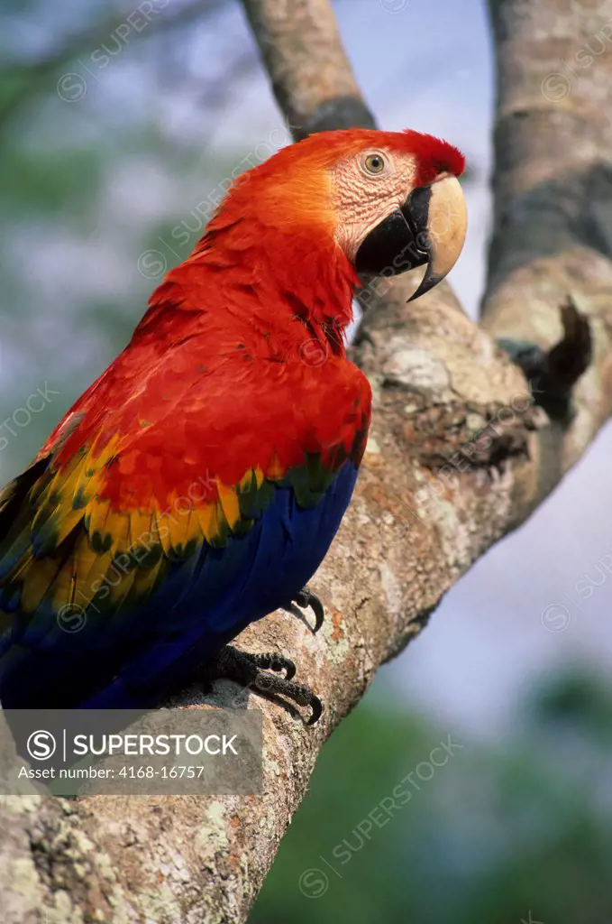 A Scarlet Macaw (Ara Macao) Perched In A Tree Along The Amazon River In Brazil