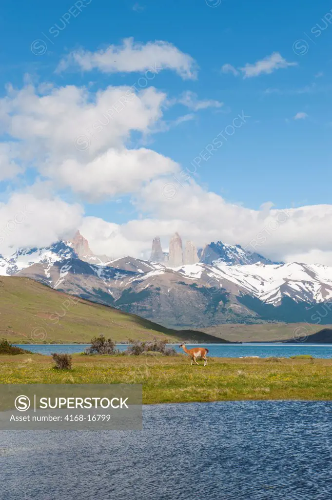 View Of Paine Towers With Guanaco (Lama Guanicoe) From Laguna Azul In Torres Del Paine National Park In Patagonia, Chile