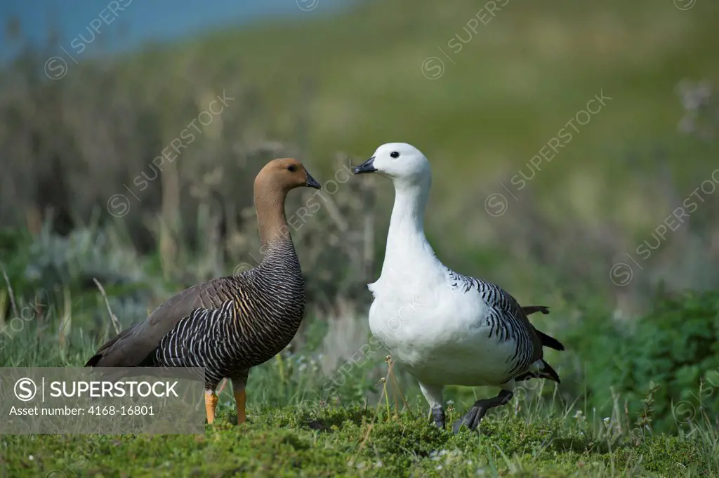 Male (White) And Female Upland Geese (Chloephaga Picta) In Torres Del Paine National Park In Patagonia, Chile
