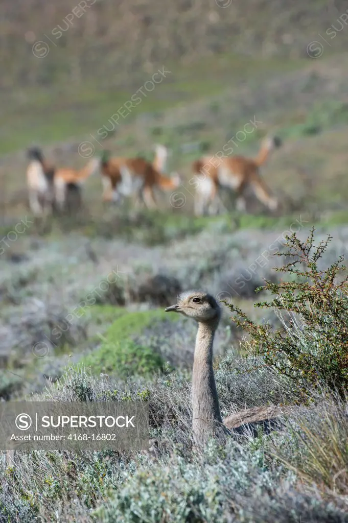 Darwin'S Rhea (Rhea Pennata) Male Resting In Torres Del Paine National Park In Patagonia, Chile With Guanacos In Background