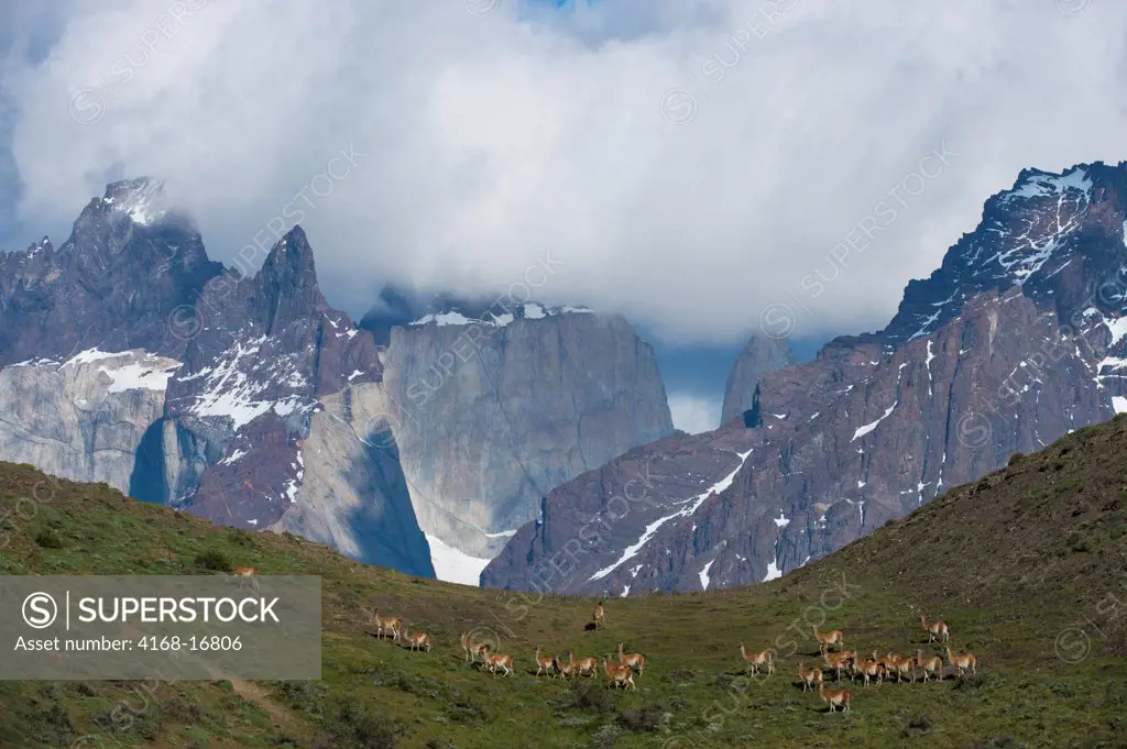 Guanaco (Lama Guanicoe) Herd With Paine Mountains In Background In Torres Del Paine National Park In Patagonia, Chile