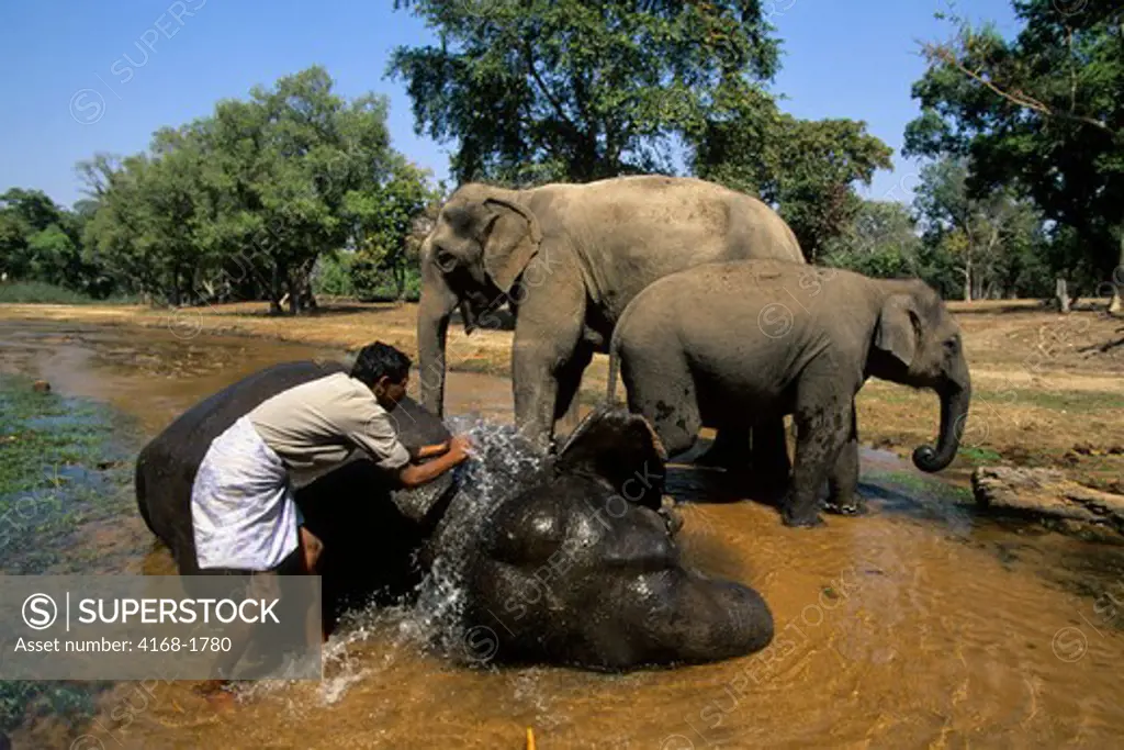 INDIA, BANDHAVGARH NATIONAL PARK, ASIAN ELEPHANTS BEING BATHED BY MAHOUT