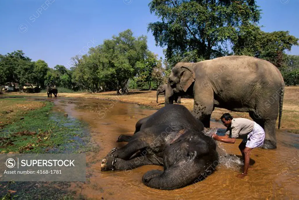 INDIA, BANDHAVGARH NATIONAL PARK, ASIAN ELEPHANTS BEING BATHED BY MAHOUT