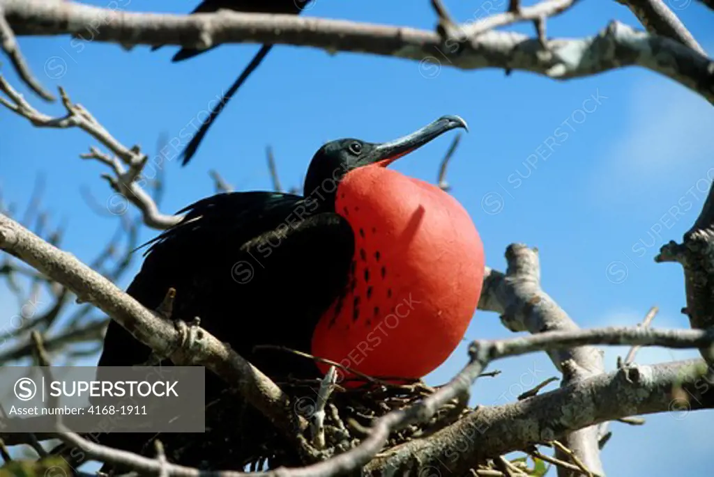 GALAPAGOS ISLANDS, FRIGATE BIRDS (MALE), WITH RED INFLATED THROAT POUCHES, PART OF MATING BEHAVIOR