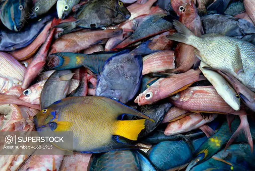 CARIBBEAN, ST. LUCIA, TROPICAL FISH FOR SALE ON THE MARKET