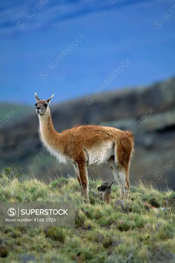 CHILE, TORRES DEL PAINE NAT'L PARK, GUANACOS, MOTHER WITH ABOUT ONE HOUR OLD NEWBORN