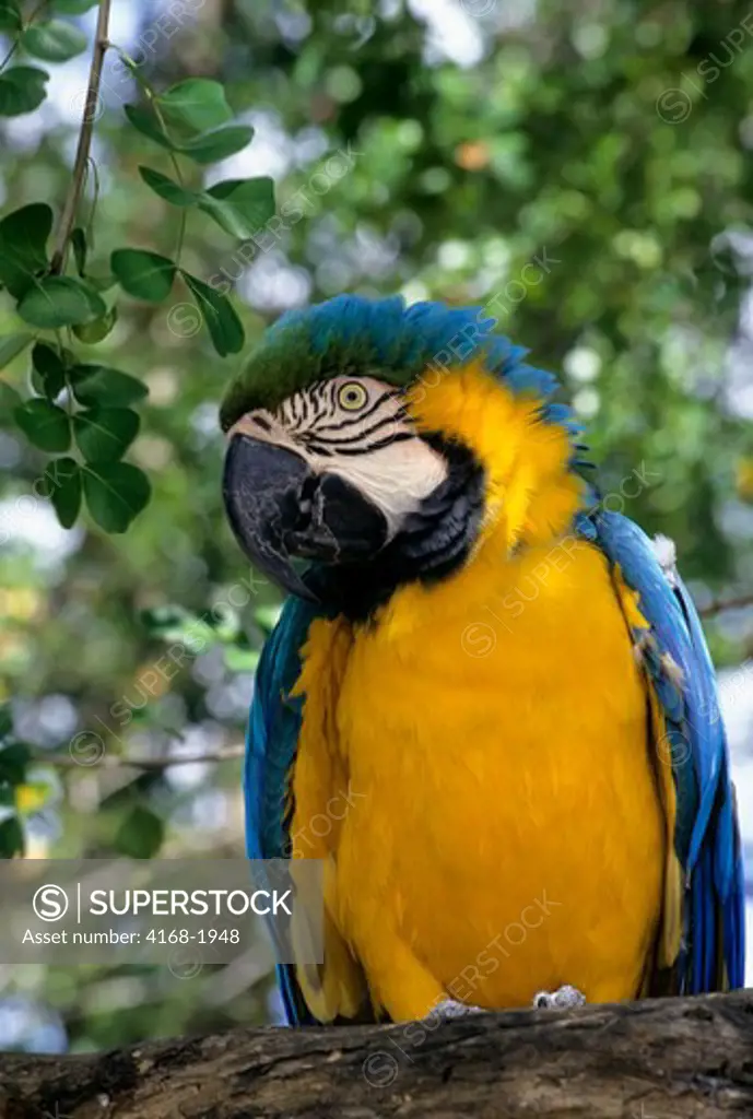 TOBAGO, BLUE AND YELLOW MACAW