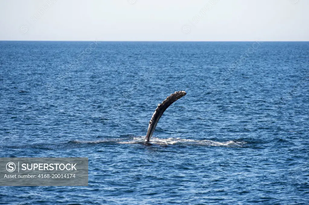 Humpback whale (Megaptera novaeangliae) slapping the pectoral fin on the water in the Bahia de La Paz, Sea of Cortez in Baja California, Mexico.