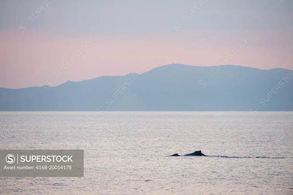 Humpback whales (Megaptera novaeangliae) in the Bahia de La Paz, Sea of Cortez in Baja California, Mexico.