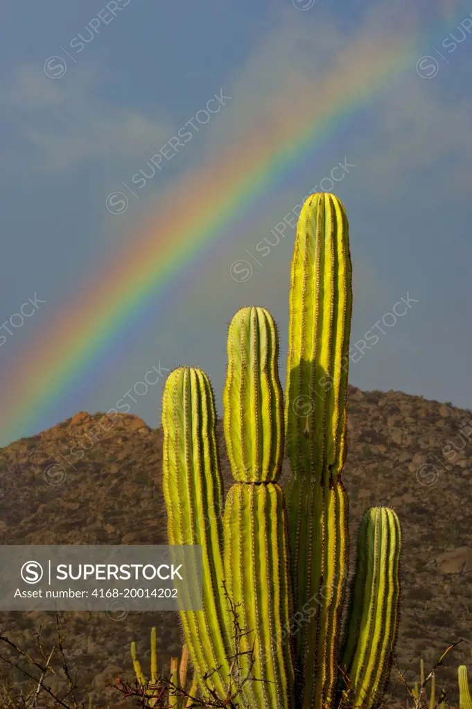 Landscape with cardon cacti (Pachycereus pringlei) and rainbow on Isla Espiritu Santo in Baja California, Mexico.