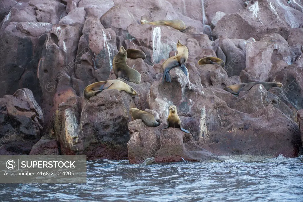 California sea lions (Zalophus californianus) resting on the rocks of the Los Islotes Islands in the Sea of Cortez of Baja California Mexico. This is the most southern breeding colony of California sea lions.