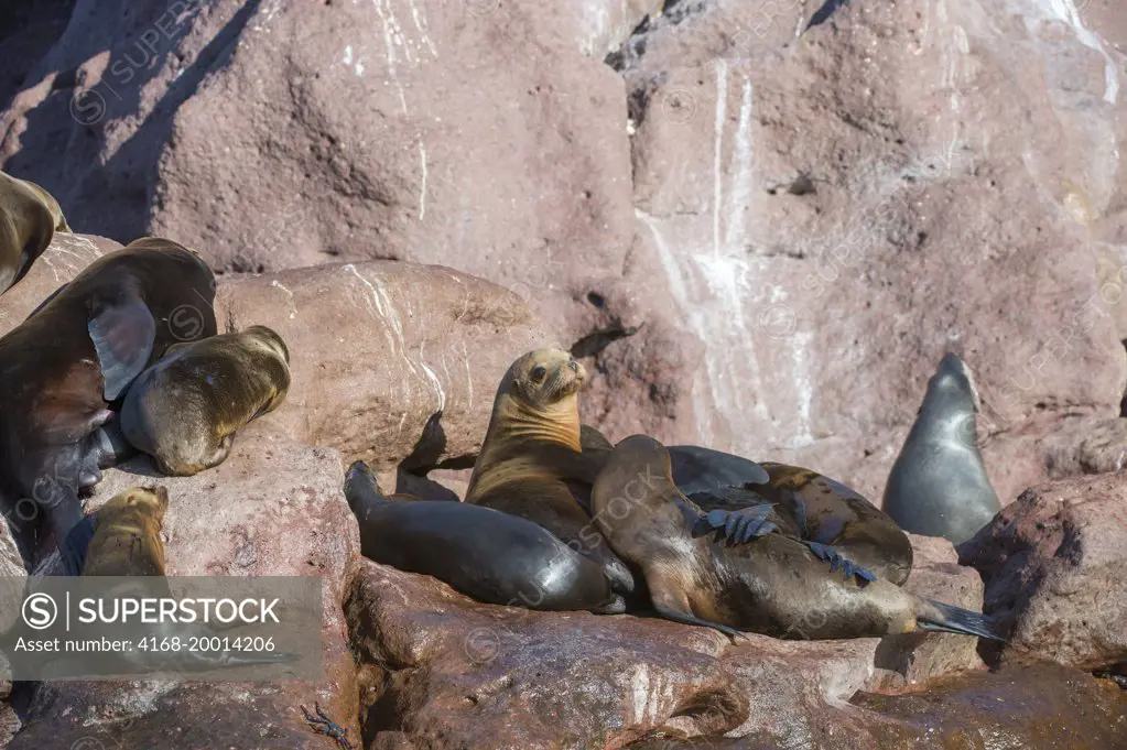 California sea lions (Zalophus californianus) resting on the rocks of the Los Islotes Islands in the Sea of Cortez of Baja California Mexico. This is the most southern breeding colony of California sea lions.