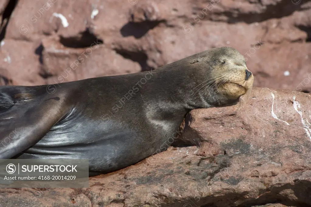A bull California sea lion (Zalophus californianus) is sleeping on the rocks of the Los Islotes Islands in the Sea of Cortez of Baja California Mexico. This is the most southern breeding colony of California sea lions.